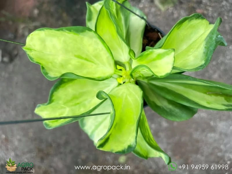 Hoya-Pachyclada-Variegata1