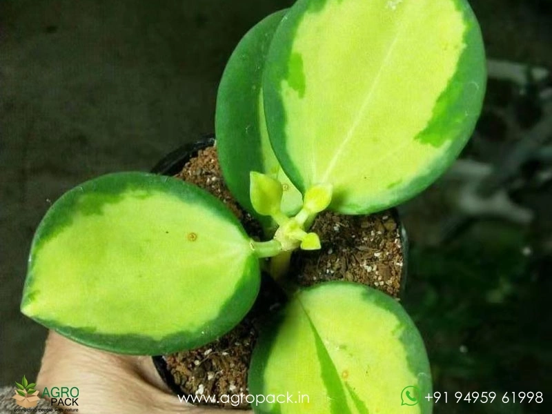 Hoya-Pachyclada-Variegata2