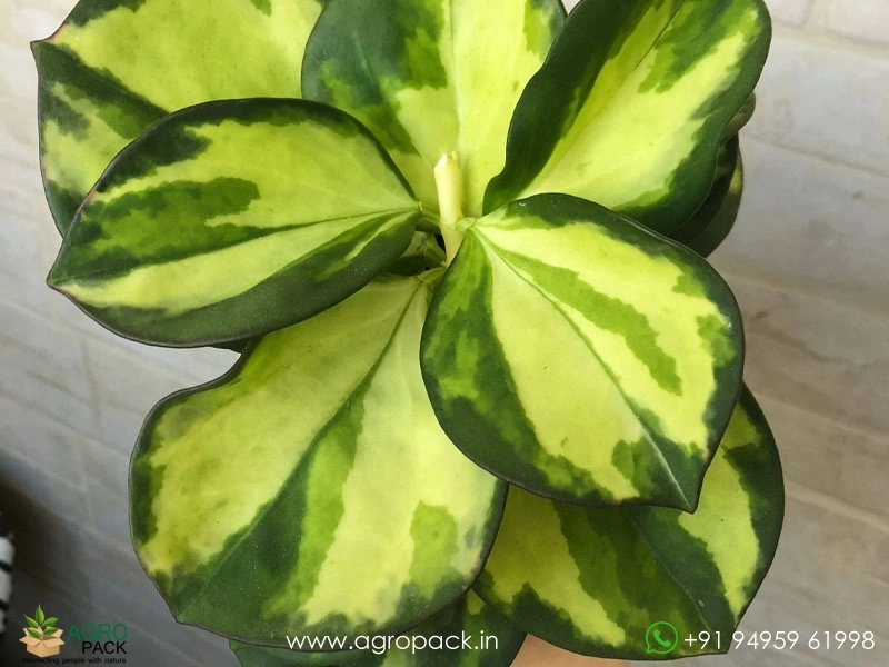 Hoya-Pachyclada-Variegata6