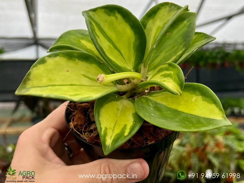 Hoya-Pachyclada-Variegata7