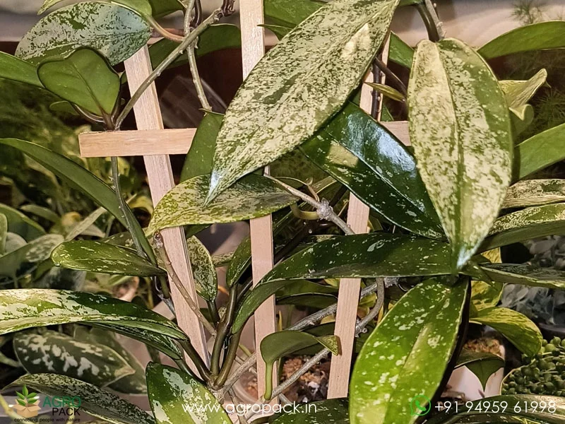 Hoya-Pubicalyx1