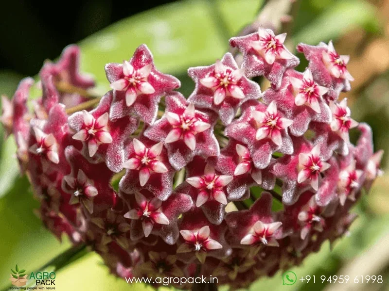 Hoya-Pubicalyx2