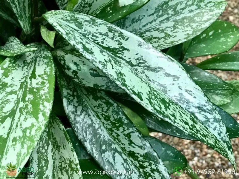 Hoya-Pubicalyx4