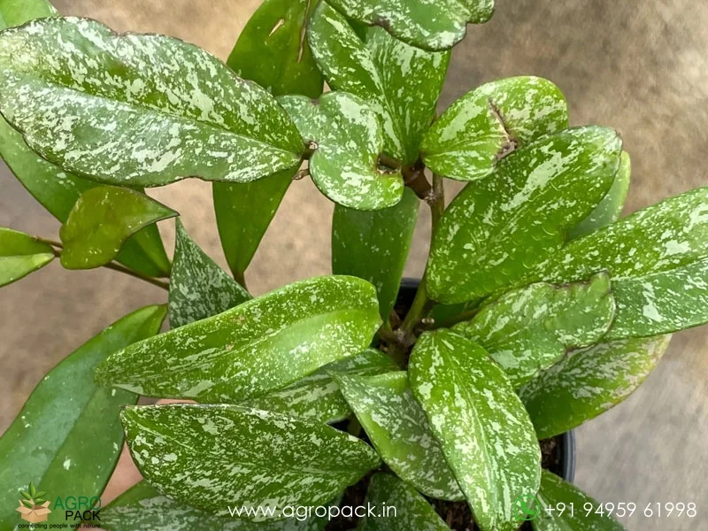 Hoya-Pubicalyx5