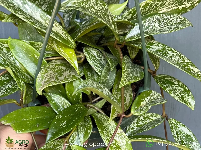 Hoya-Pubicalyx6