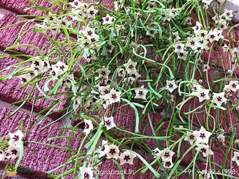 Hoya-Retusa2