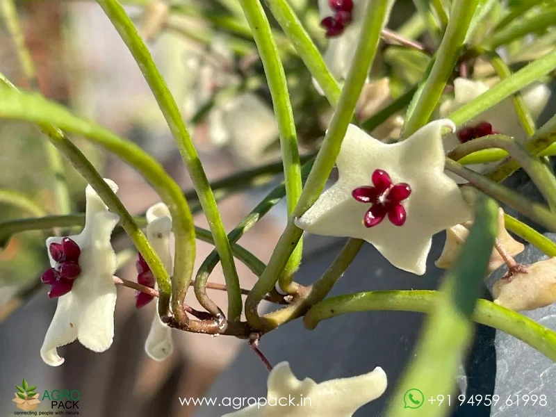 Hoya-Retusa3