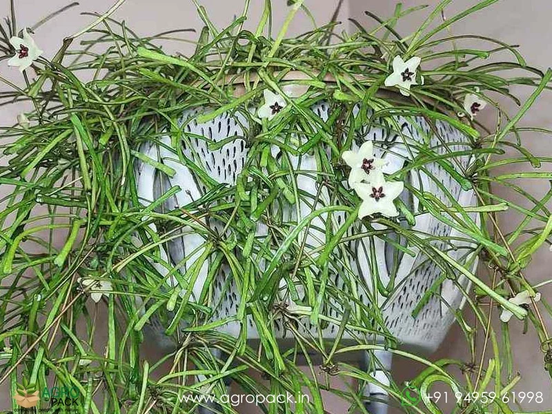Hoya-Retusa5