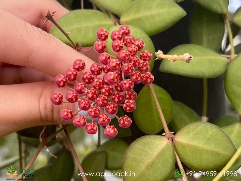 Hoya-burtoniae2