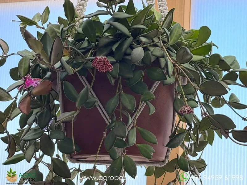 Hoya-burtoniae3