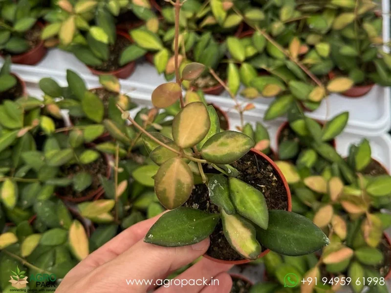 Hoya-burtoniae5