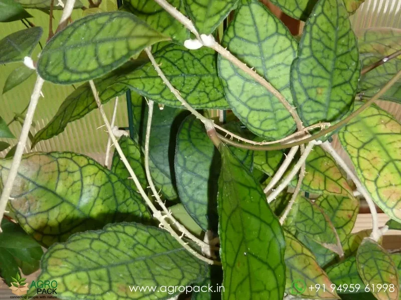 Hoya-finlaysonii1