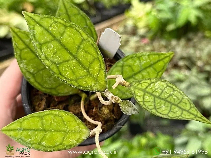 Hoya-finlaysonii3