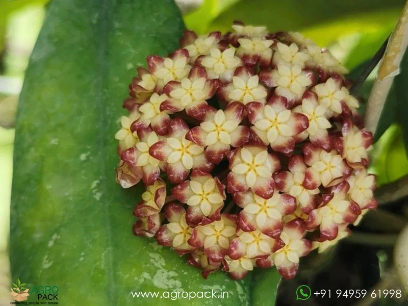 Hoya-finlaysonii4