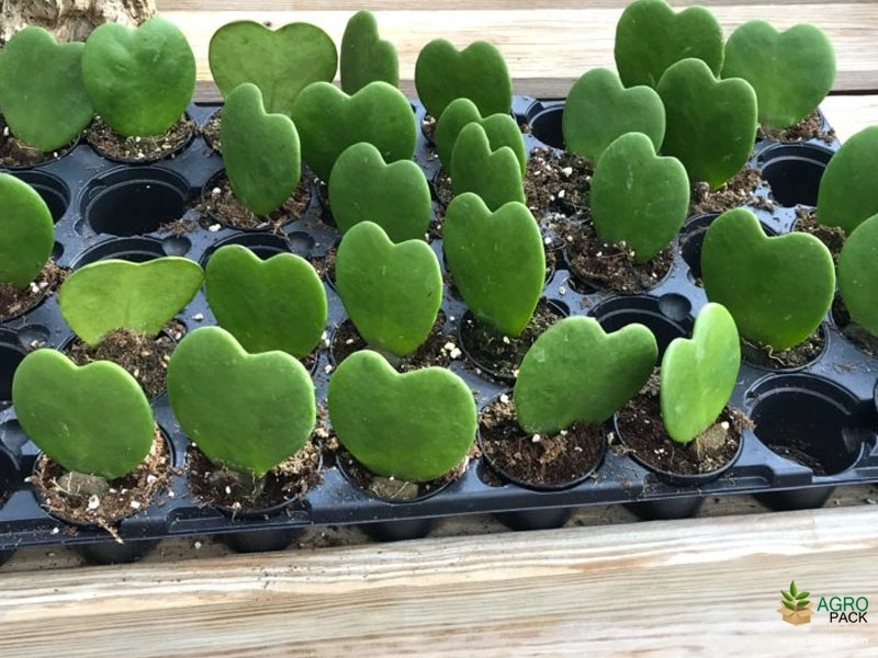 Hoya-hearts2