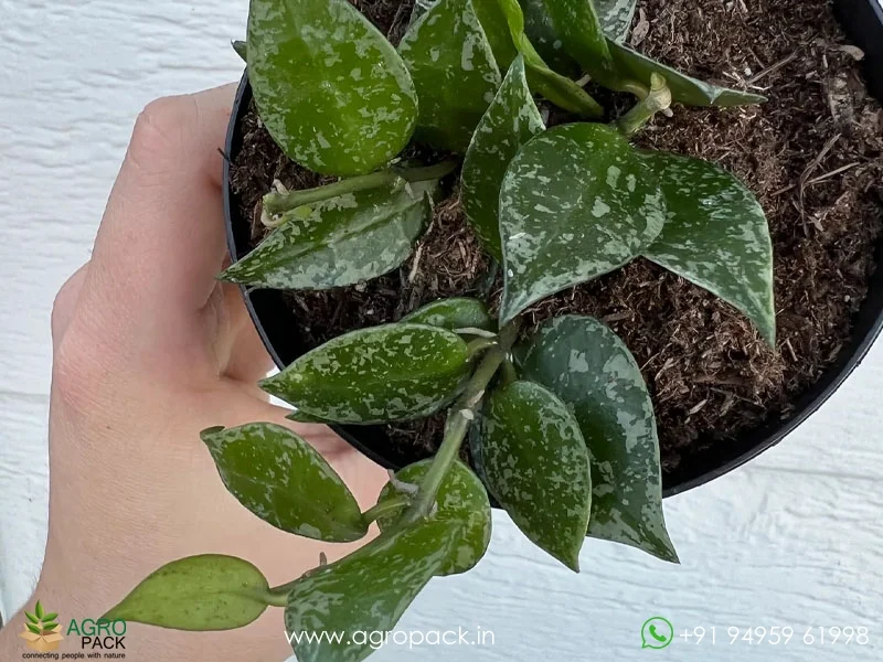 Hoya-krohniana4
