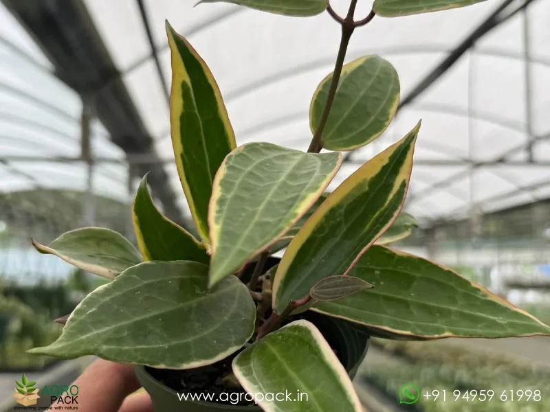 Hoya-latifolia-macrophylla1