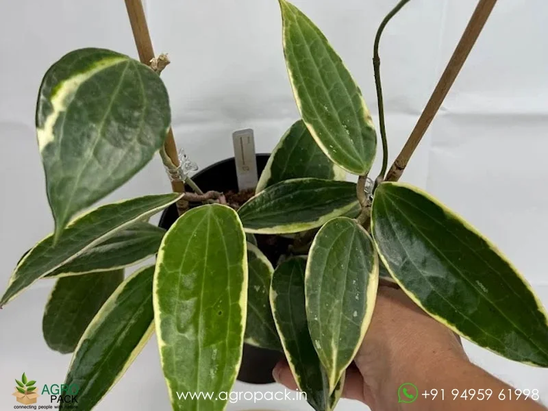 Hoya-latifolia-macrophylla2