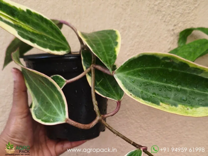 Hoya-latifolia-macrophylla3