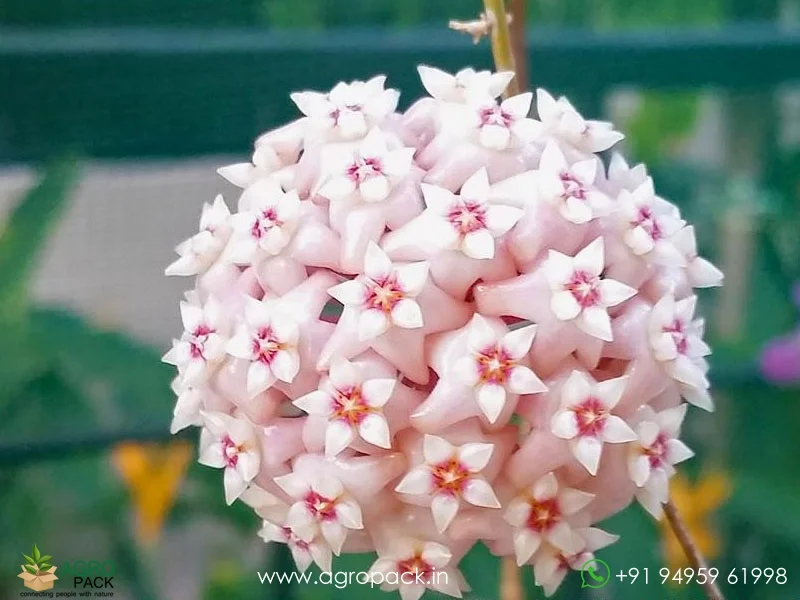 Hoya-latifolia-macrophylla4