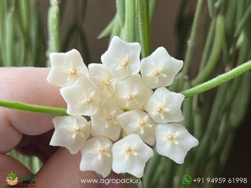 Hoya-linearis6
