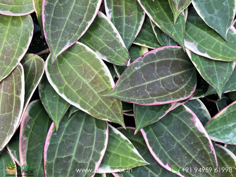Hoya-macrophylla--Albomarginata3