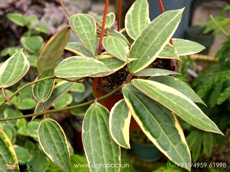 Hoya-macrophylla-Albomarginata2