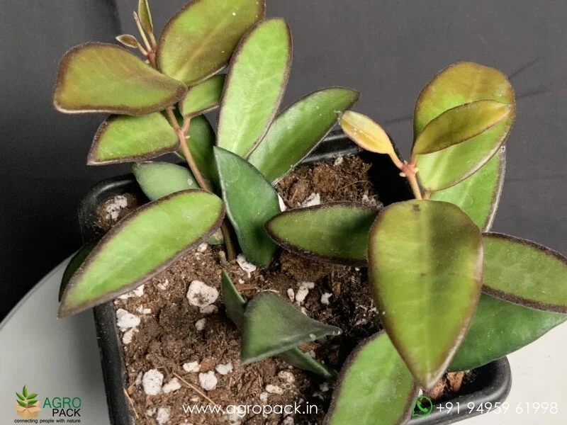 Hoya-rosita1