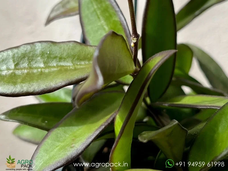 Hoya-rosita2
