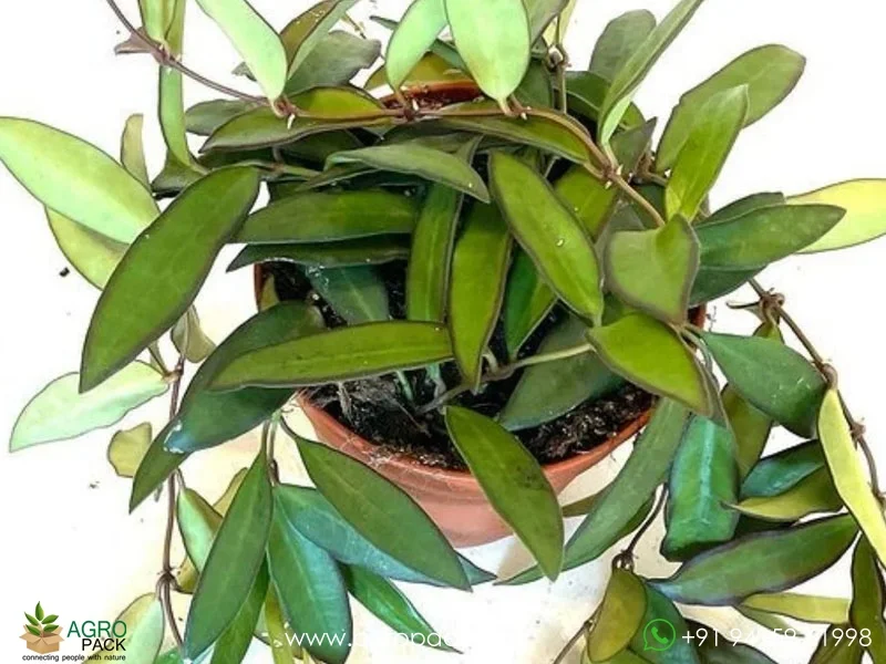 Hoya-rosita3
