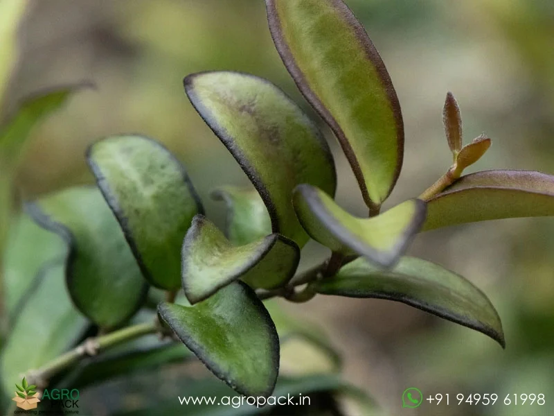 Hoya-rosita5
