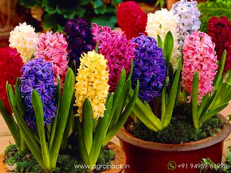 Hyacinth2