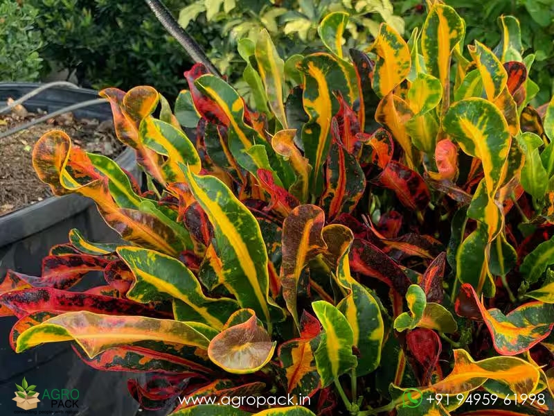 Hybrid-Croton1