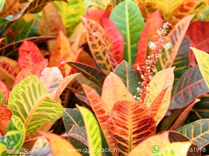 Hybrid-Croton2