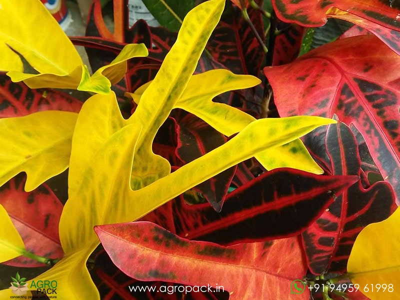 Hybrid-Croton3