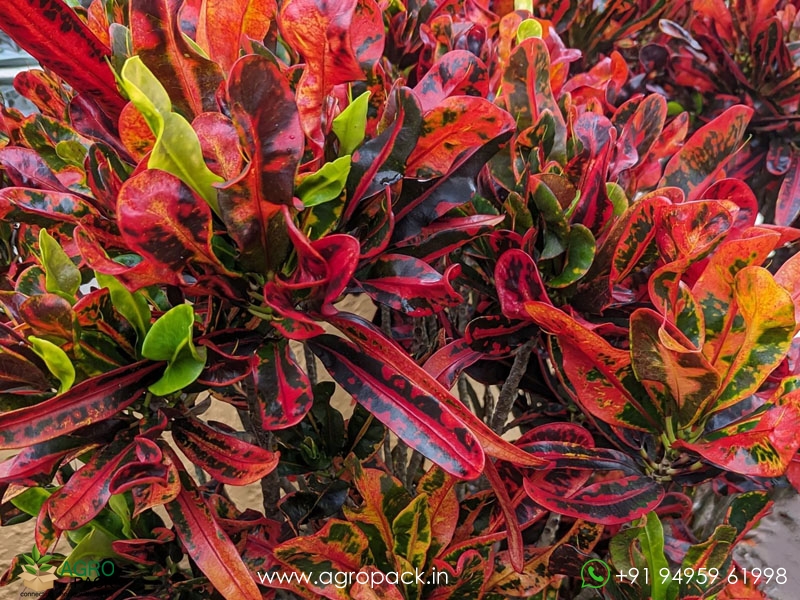 Hybrid-Croton4