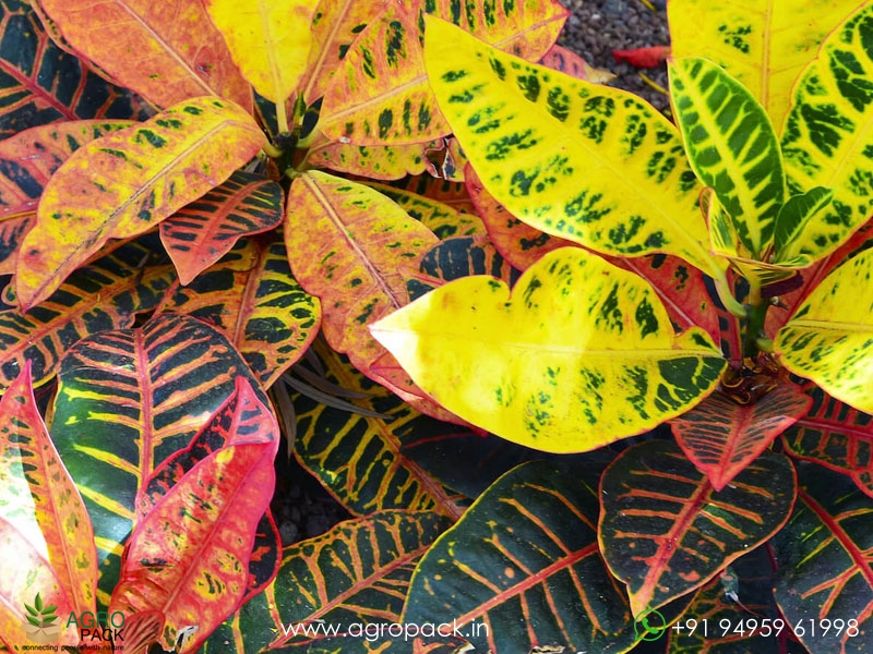 Hybrid-Croton5
