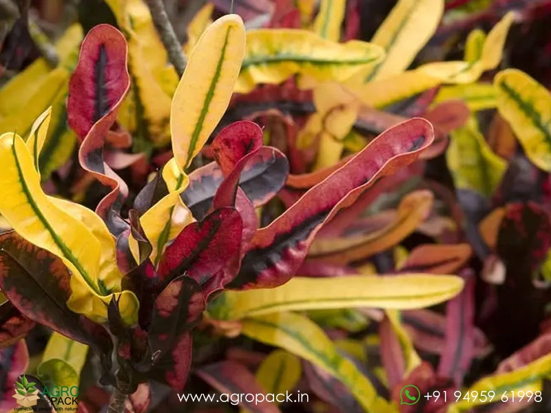 Hybrid-Croton6