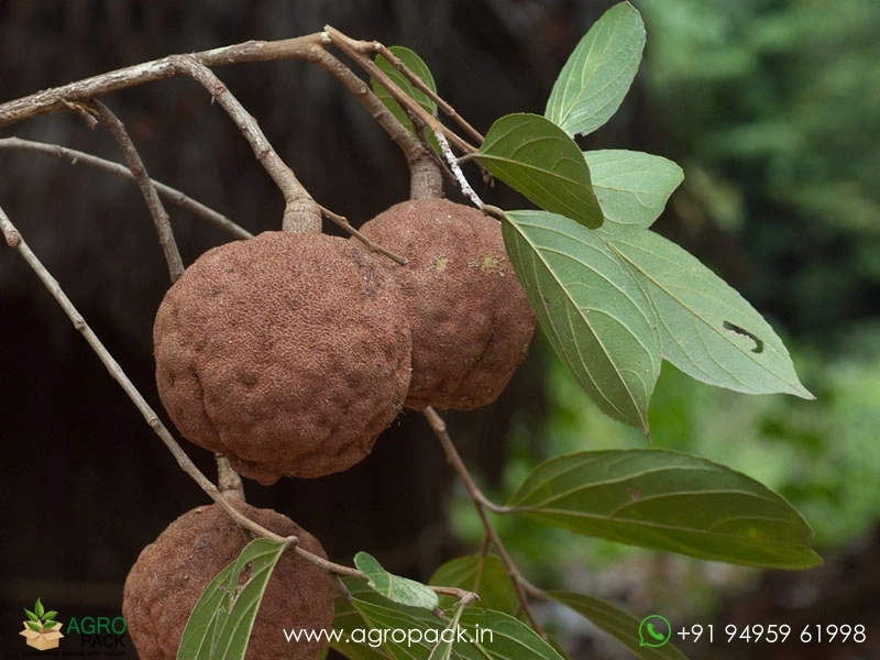 Hydnocarpus-pentandrus2