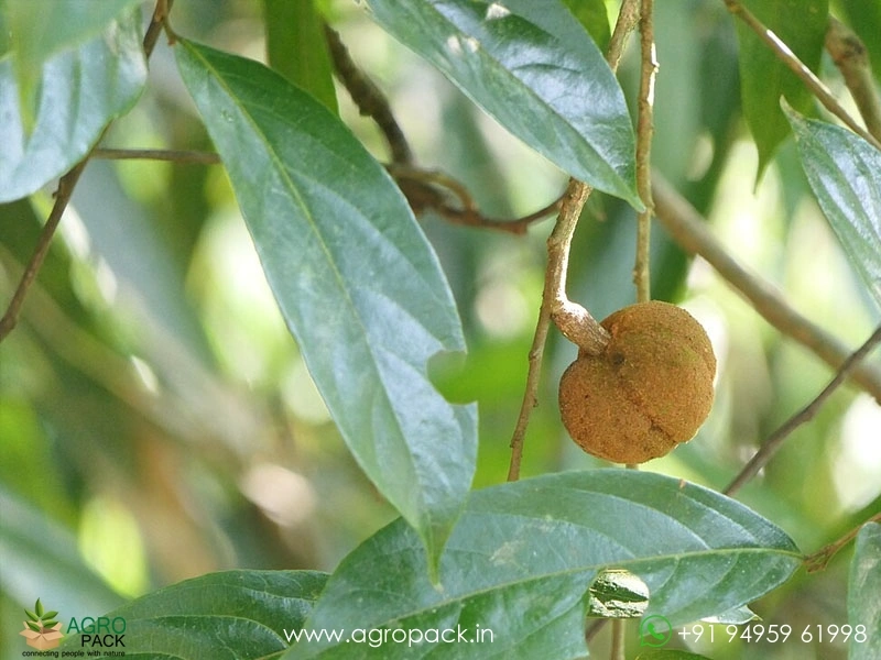Hydnocarpus-pentandrus3