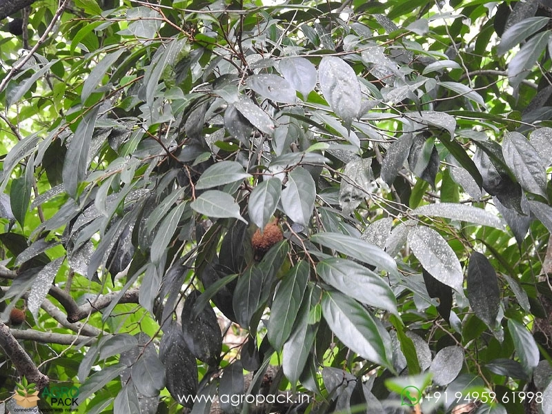Hydnocarpus-pentandrus4