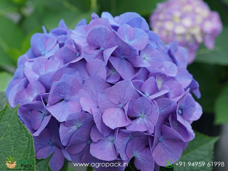 Hydrangea1