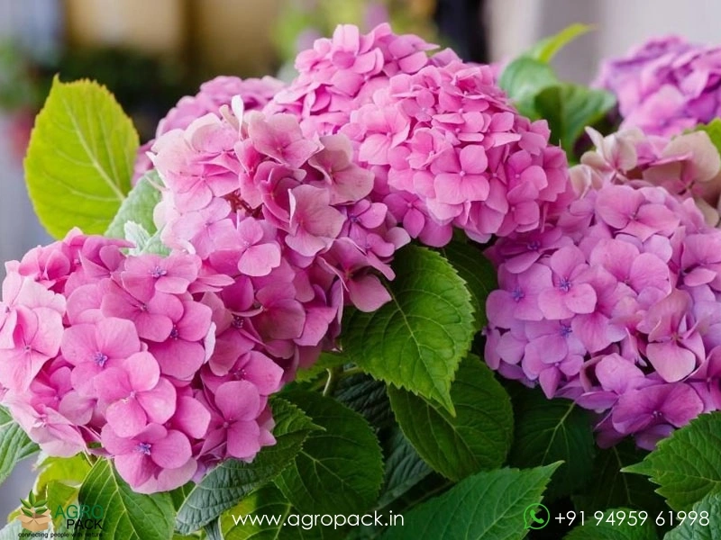 Hydrangea2