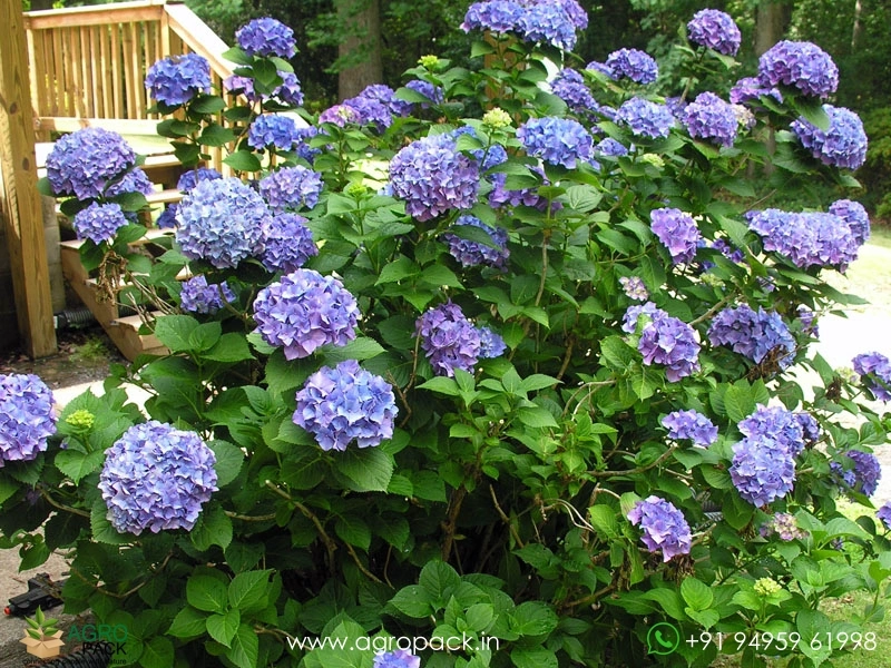 Hydrangea3