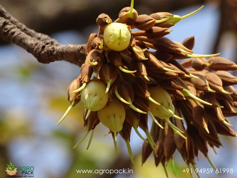 Iluppai-Madhuca-longifolia2