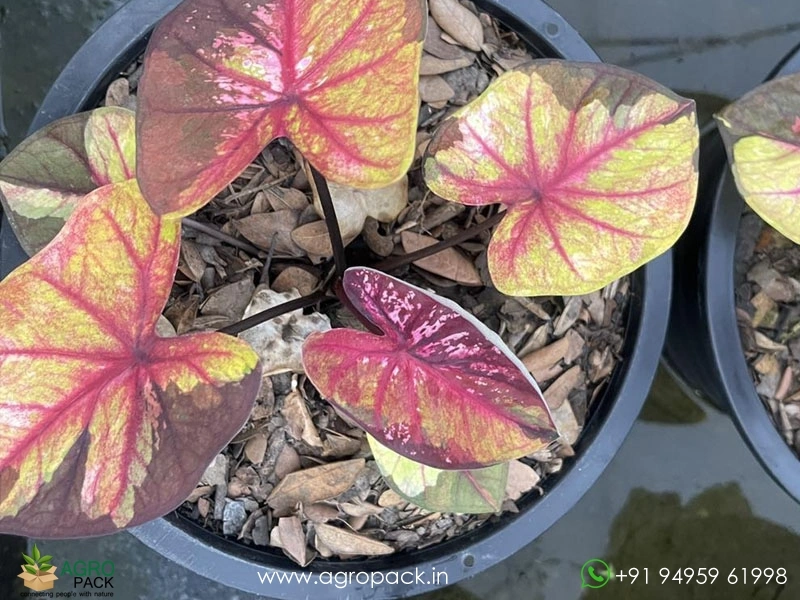 Imported-Caladium10