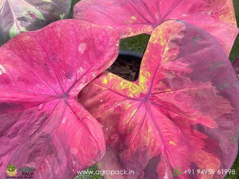 Imported-Caladium11