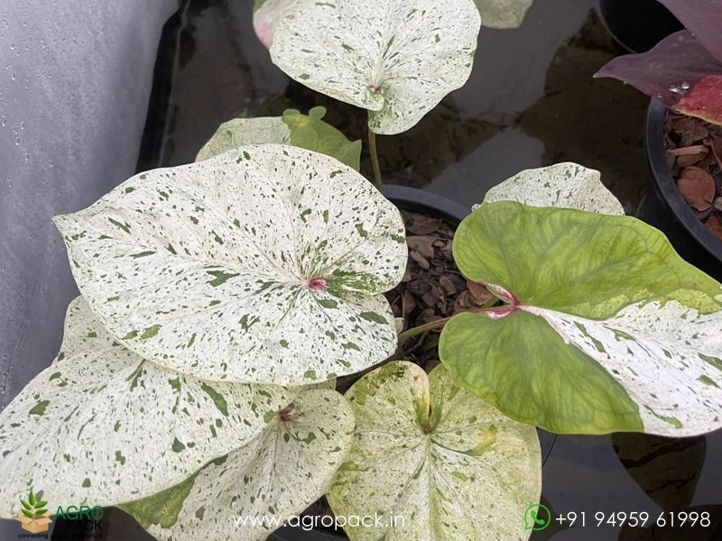 Imported-Caladium12
