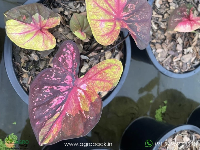 Imported-Caladium13
