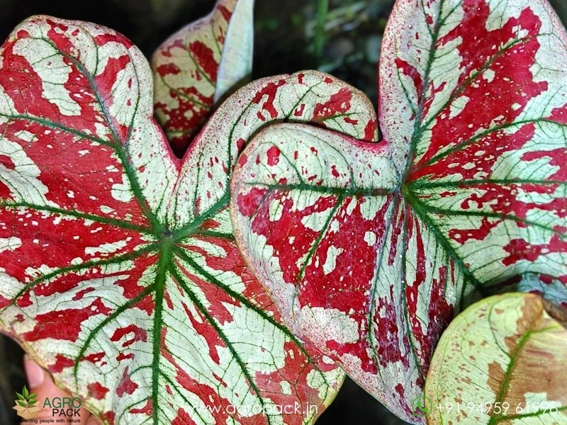 Imported-Caladium14